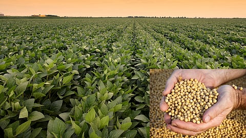 Sobean Cultivation