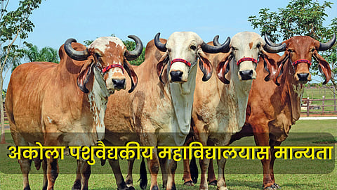 College Of Veterinary Medicine 