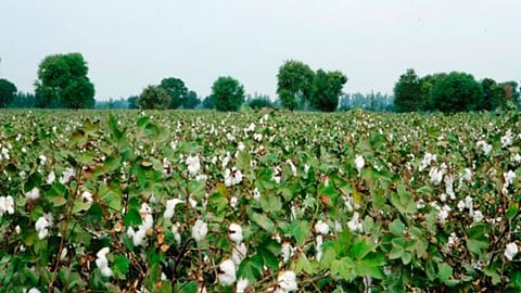 Cotton Cultivation