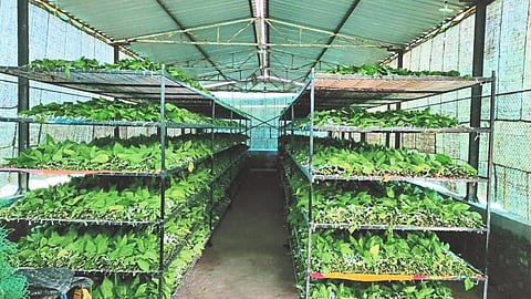 Silk Farming