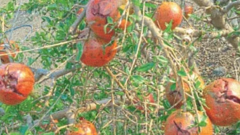 Pomegranate Production