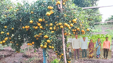 Orange Orchard