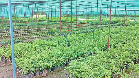 Gardening Training