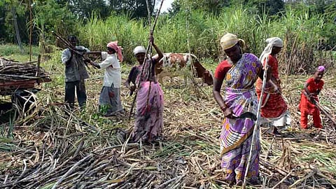 Sugarcane Worker