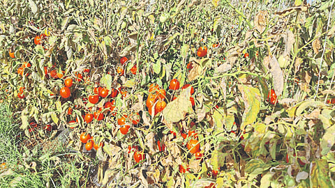 Tomato Rate