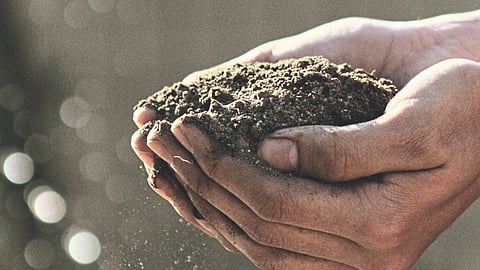 Organic fertilizer