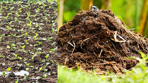 Soil Health 