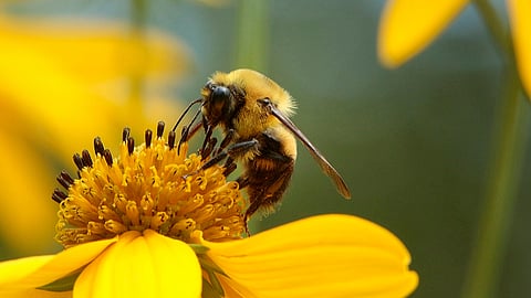 Bee Conservation