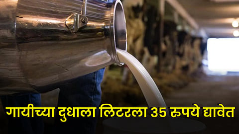 Cow Milk Rate