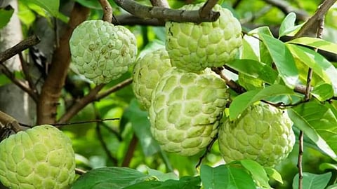 Sitaphal Cultivation