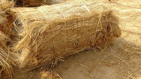 Dry Animal Fodder