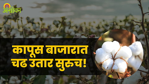 Cotton Market