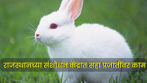 Rabbit Farming