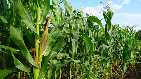 Fodder Crop Management