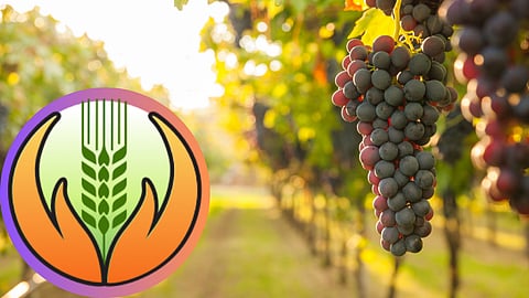 Crop Insurance 