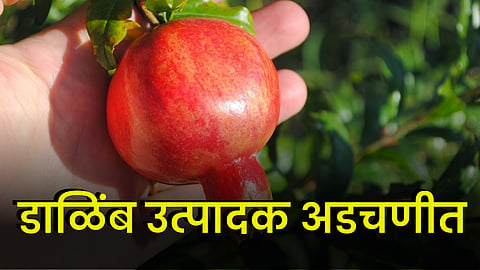 Pomegranate 