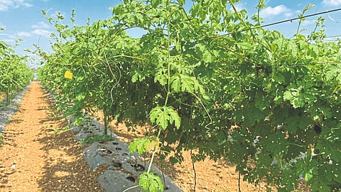 Grape Orchard Management