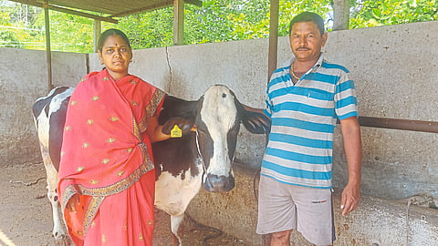Dairy Business