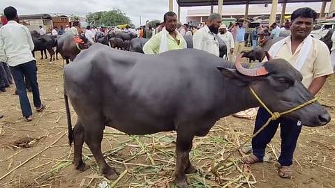 Badnera Animal Market