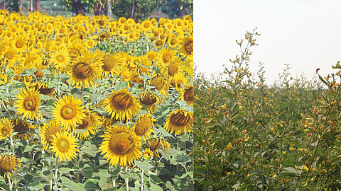 Tur, Sunflower Crop