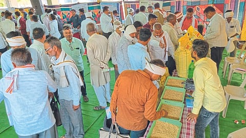Seed Festival 