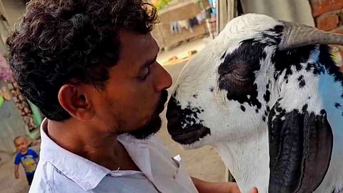Sheru Goat