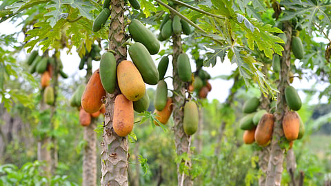 Orchard Plantation Scheme