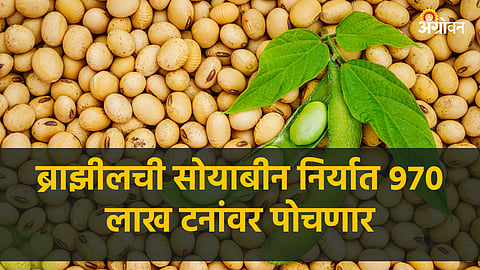 Brazil Soybean Export