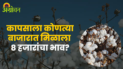 Cotton Market