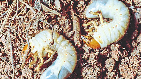 Humani pest management 