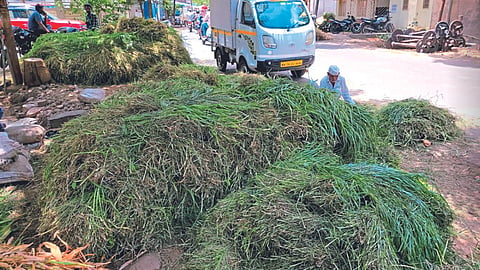 Green Fodder 
