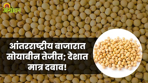 Soybean Market
