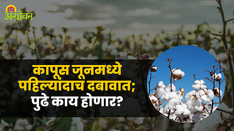 Cotton Market