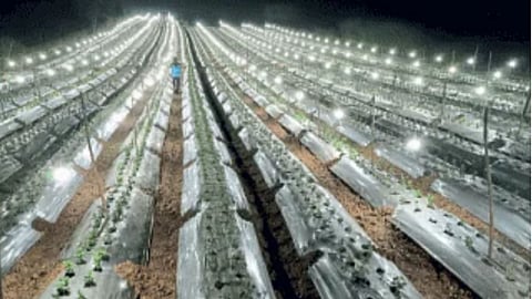 Floriculture 