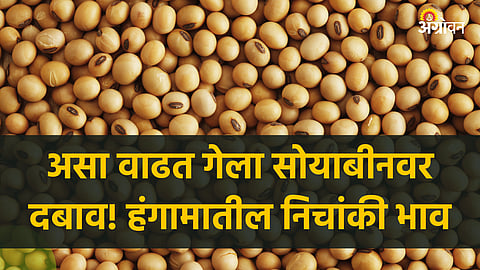 Soybean Market