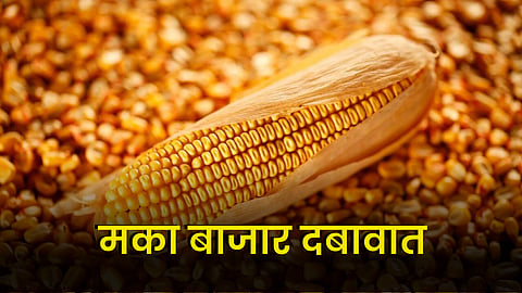 Maize Market : मका बाजार दबावात