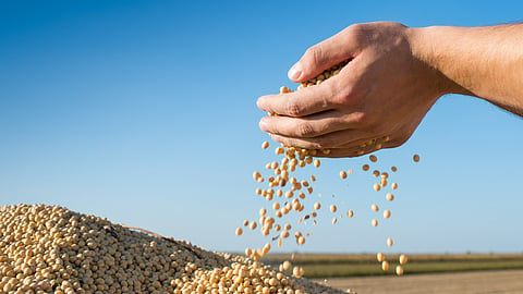   Seed