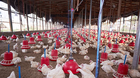 Poultry Disease : कोंबड्यांना संधिवात होण्याची कारणे  काय आहेत? 