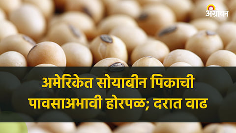 Soybean Market