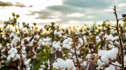 Cotton Cultivation