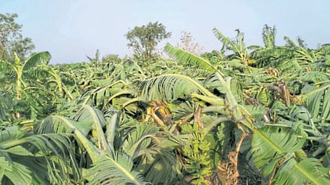 Banana Crop Damage