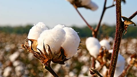 Cotton Variety
