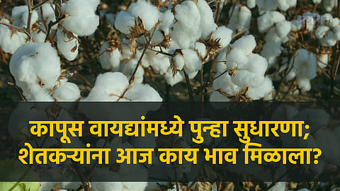 Cotton Market