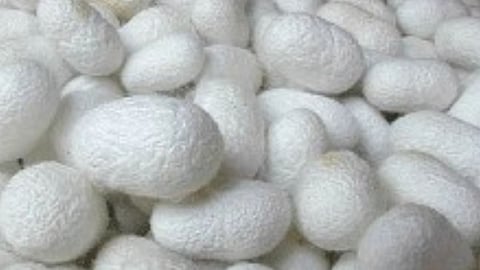 Silk