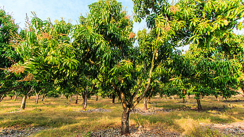 Mango Orchard Management 