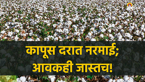 Cotton Market