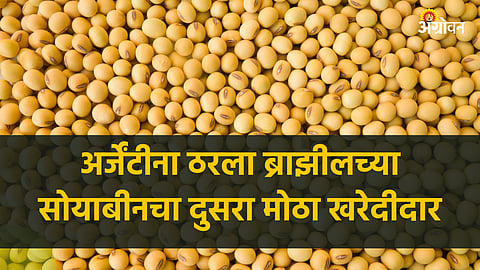 Soybean Market