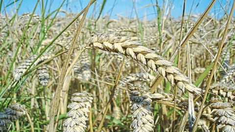 Wheat Production