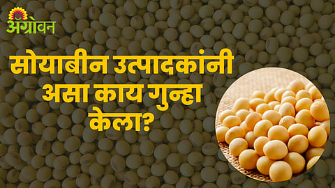 Soybean Market Rate