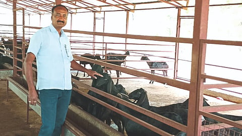 Goat Farming 